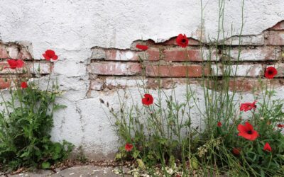 Wie im Märchen: Deine Wiesenwelt wartet auf dich